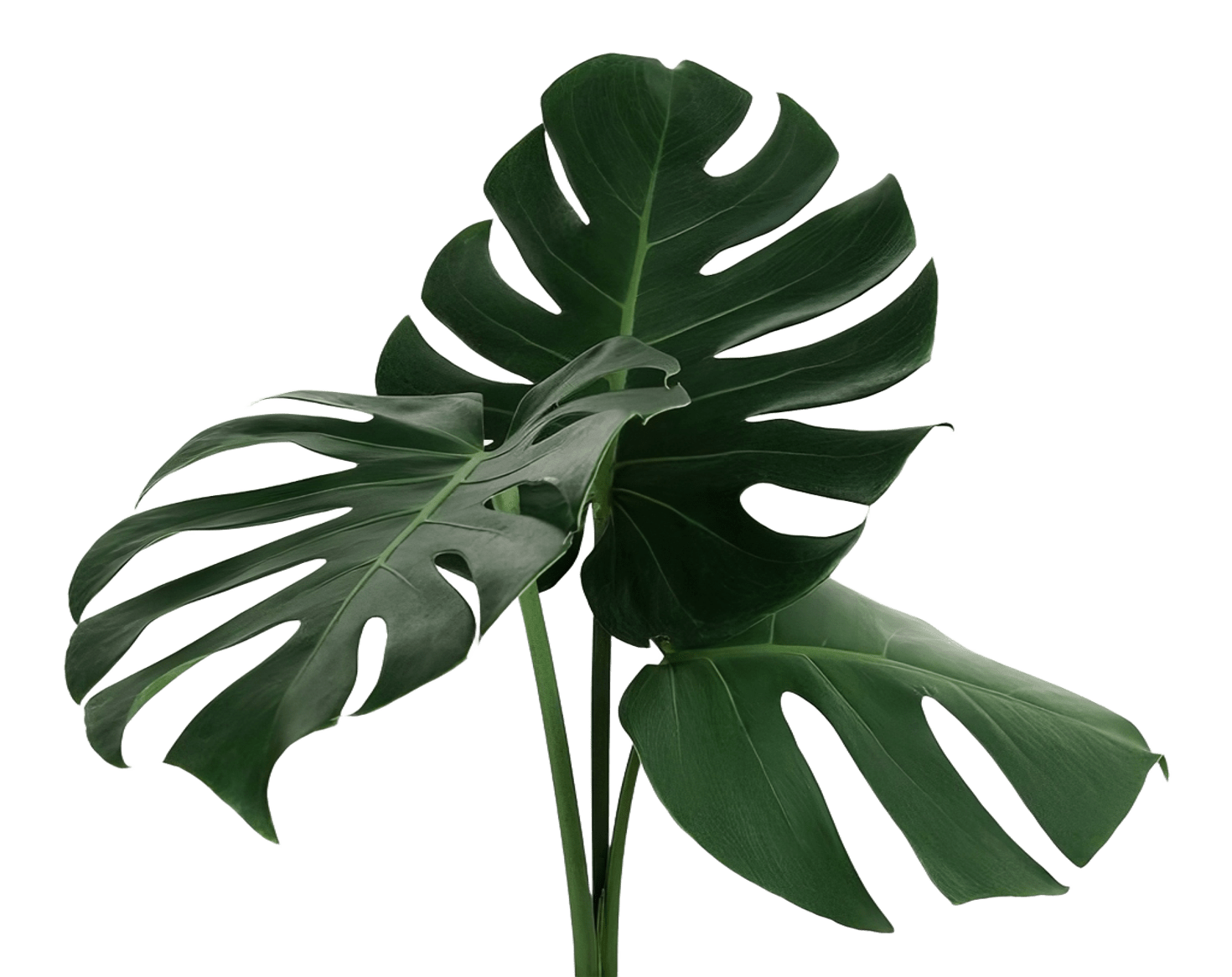 Logana Leaf Art